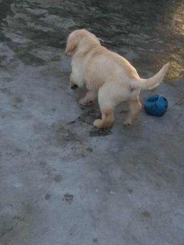 Filhotes de labrador - Foto 4