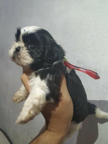 Shih Tzu Otimo padrao e genetica - Foto 6
