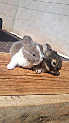 Coelhos Mini - Foto 5