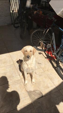 Filhotes de labrador - Foto 4