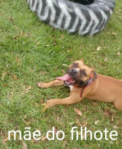 American bully - Foto 3