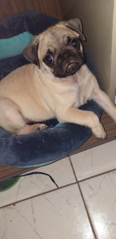Vendo filhote de pug 2 meses - Foto 2