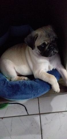 Vendo filhote de pug 2 meses - Foto 4