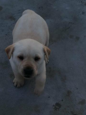 Filhotes de labrador - Foto 6