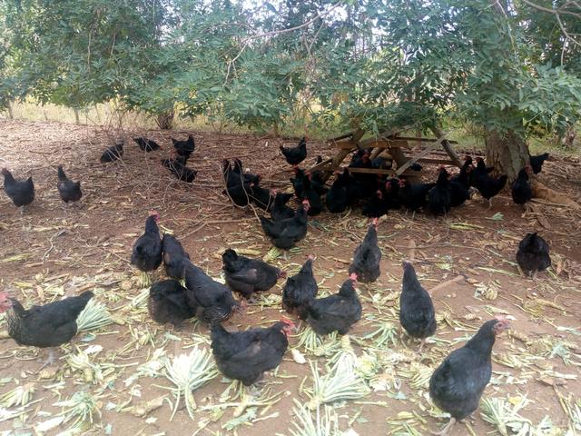 Galinha caipira vivas 35 reais atacado 30