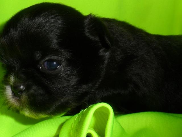 Shih tzu , uma verdadeira celebridade, para quem tem bom gosto.