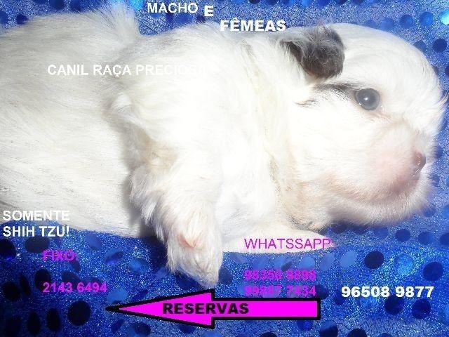 Filhotes de shh tzu! - Foto 2