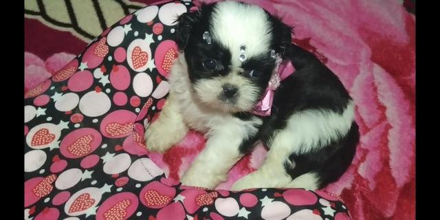 Shih Tzu Otimo padrao e genetica - Foto 4