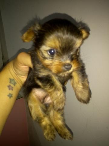 Yorkshire terrier micro Fêmea