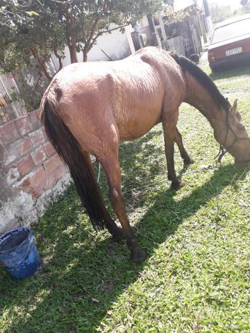 Égua crioula - Foto 3