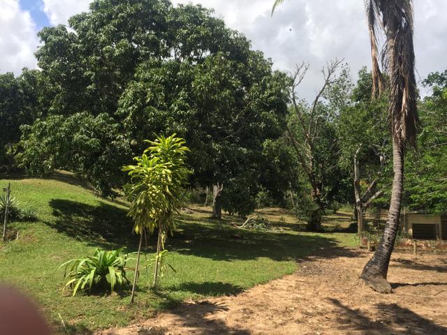 Vendo sítio pojuca ( pode financiar!) - Foto 7