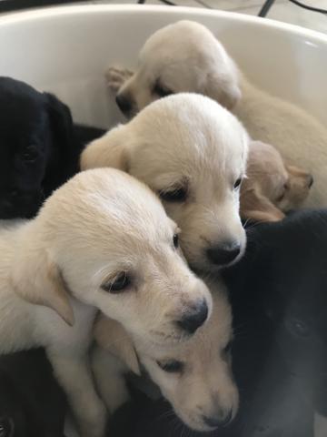 Filhotes de labrador - Foto 6