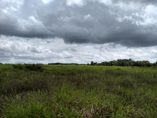 No Pará,175 hectares ha região de Castanhal-Pará por 1.400.000,00 documentada - Foto 15