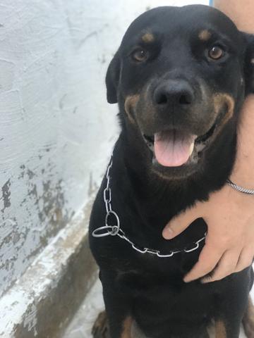 Rottweiler cabeça de touro - Foto 5