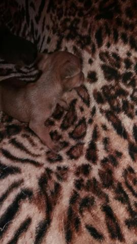 Pinscher - Foto 2