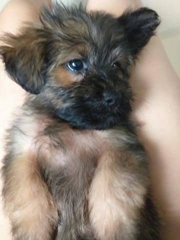 Lindos poodle x York só 130 cada. Entrego zap 99162.3036 - Foto 3