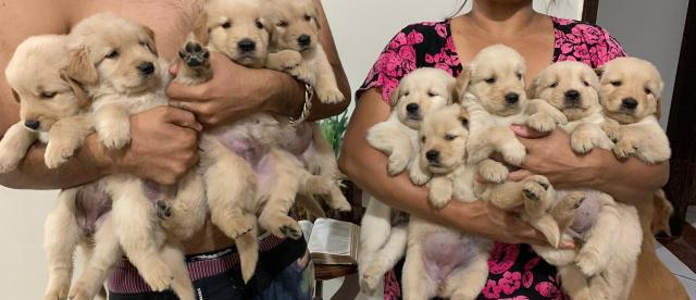 Golden retriever com pedigree e microchip - Foto 2