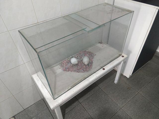 Aquário - Foto 2