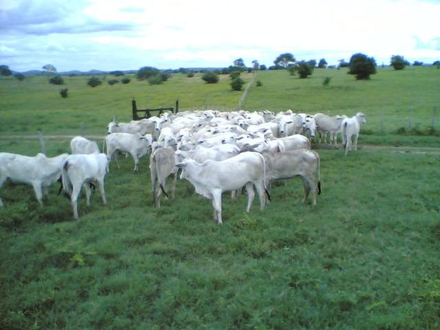 Cumaru=Vend. 15 mil p-Hect. Fazenda =Casa,Energia,Água,Piscina e muito mais - Foto 7