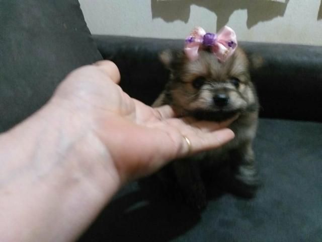Spitz - Foto 2