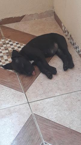 Linda cachorra pit bull