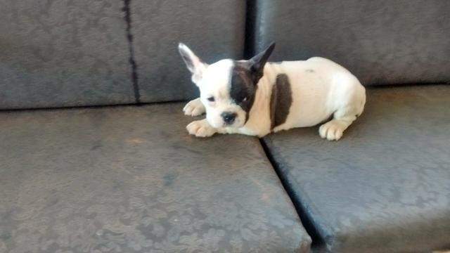 Bulldogs frances com pedigree e microchip