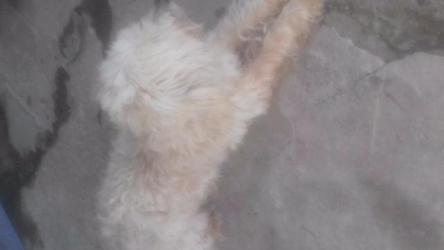 Doa se cachorro poodle em matinhos