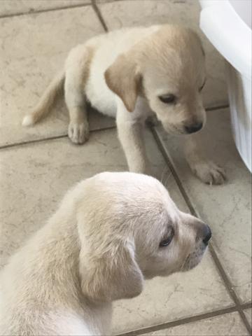 Filhotes de labrador - Foto 4