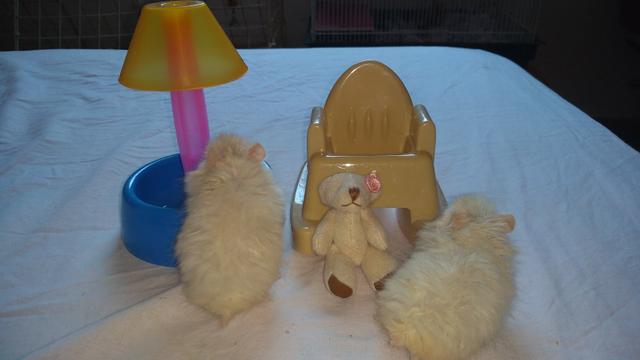 Hamster sírio - Foto 2