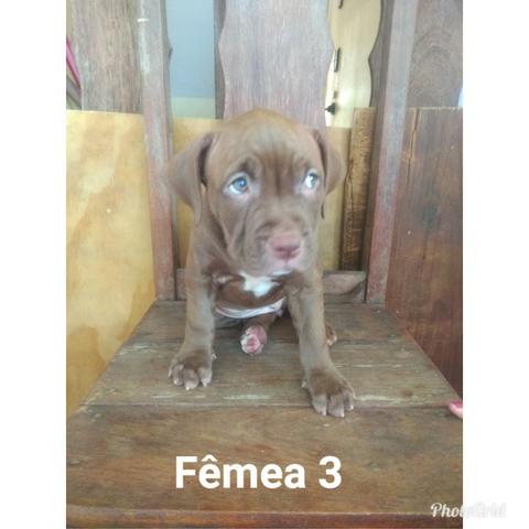 Filhotes de Pit Monsters com Pedigree - Foto 4