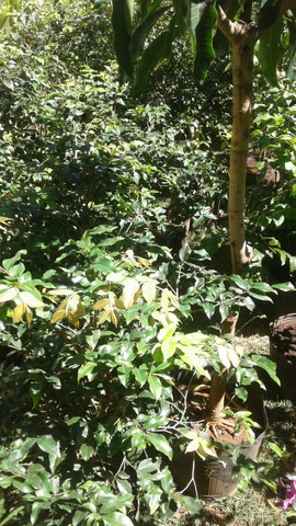 Ypê de 2mt.-limão taiti, galego, pokan, laranja com Frutos-Montamos pomar-grama-eucalipto - Foto 5