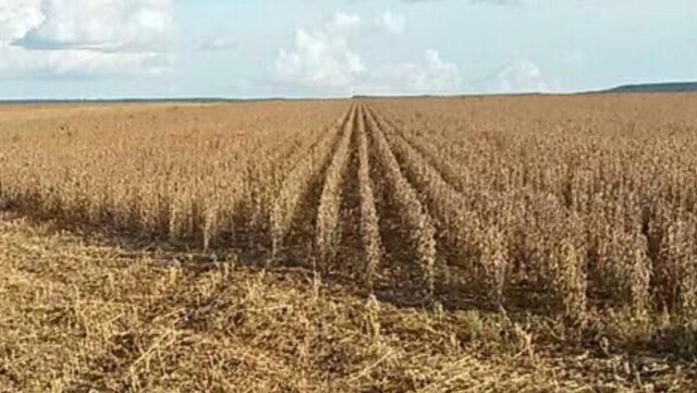 1.700.000.000        26.096 hectares em Nova Mutum-MT  - Foto 3
