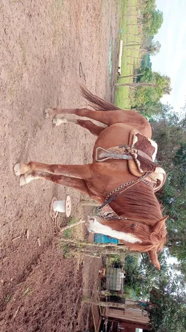 Cavalo alazão tostado de marcha picada - Cavalos e acessórios