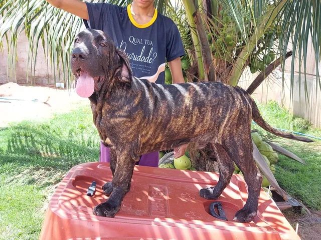fila brasileiro olx