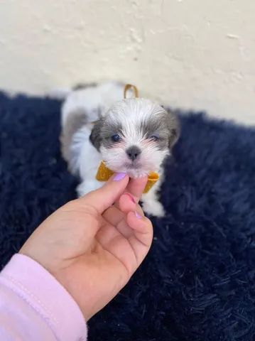 Filhotes de Shih tzu Lhasa - Cachorros e acessórios - Muribeca