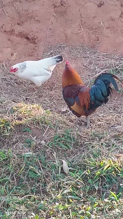 Galinhos garnize  - Foto 2