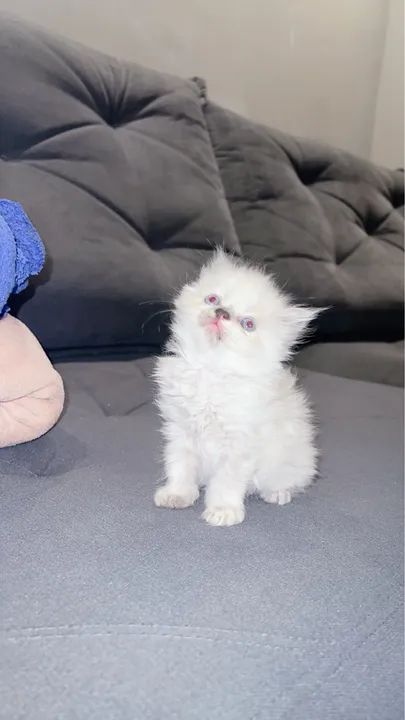 Filhote de Gato Persa - Foto 3