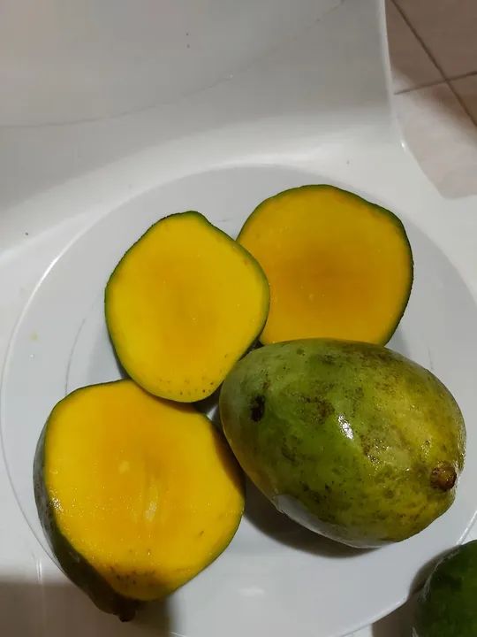Mudas Graviola Gigante,Saputilha  - Foto 3