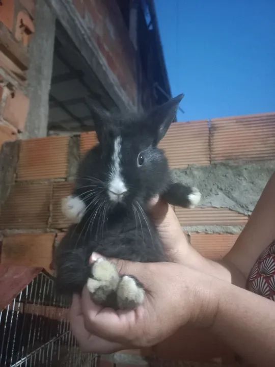 Vendo filhote de coelho  - Foto 2