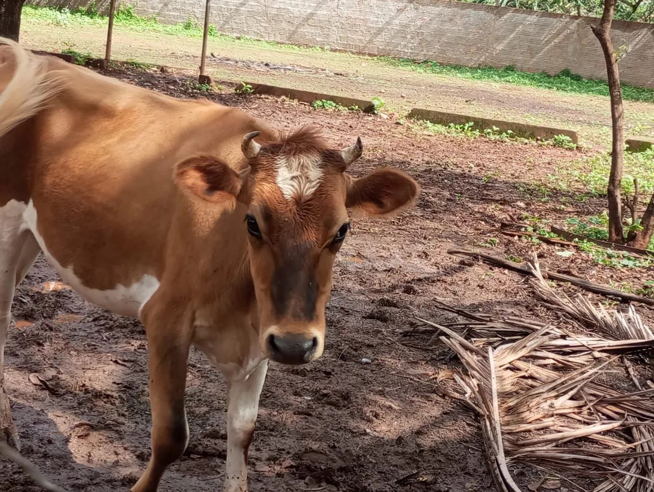 Vaca Mini Jersey  - Foto 4