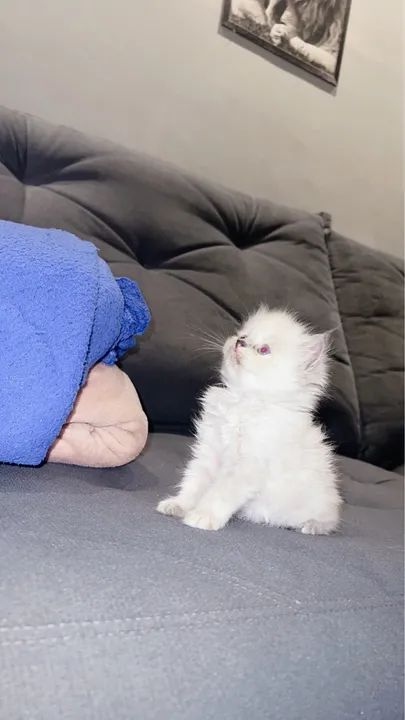 Filhote de Gato Persa - Foto 6