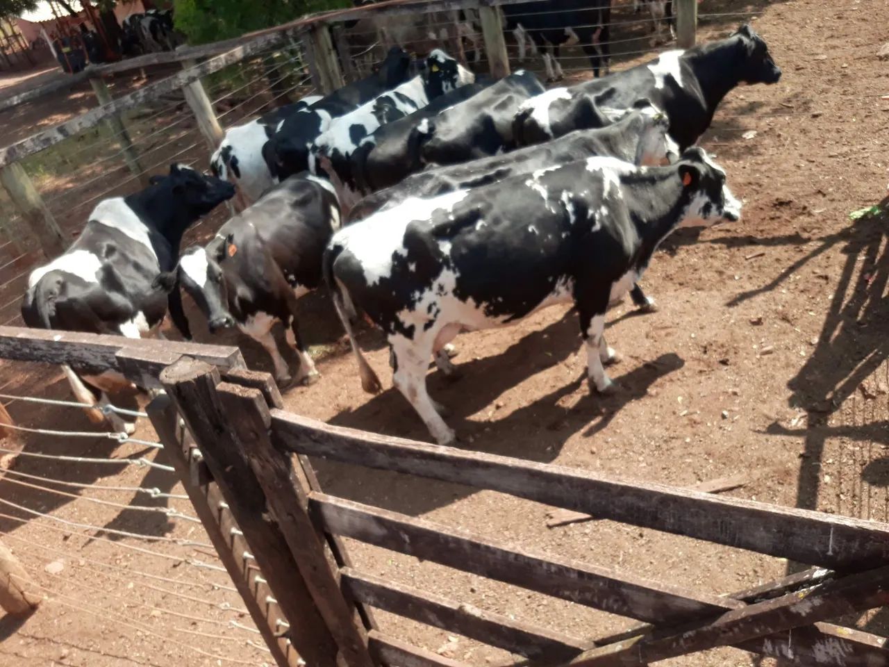 Vacas Leiteiras