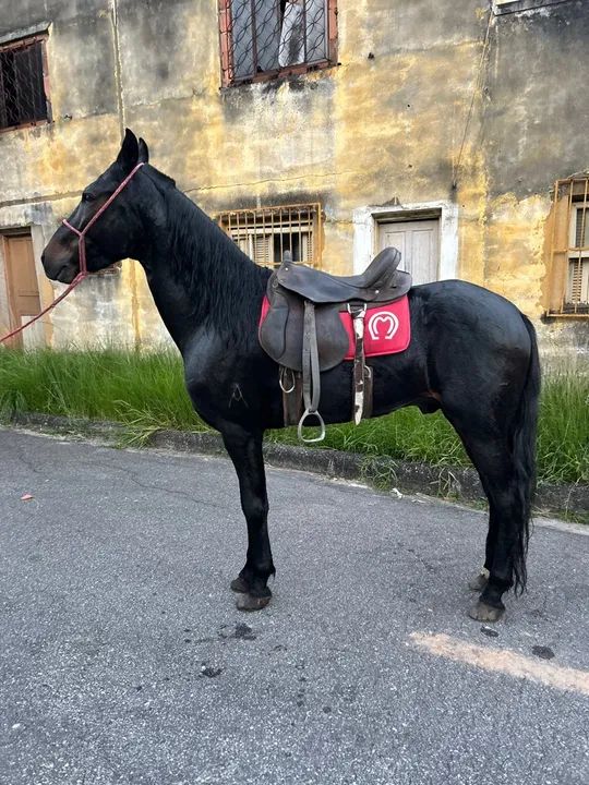 Cavalo mangalarga machador preto - Foto 2