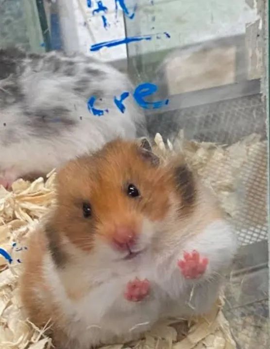 Chegou! Hamster Teddy Bear! Muito lindos!! - Foto 2