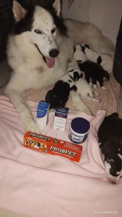 Husky Siberianos (Leia o anúncio) poucos filhotes disponíveis - Foto 2