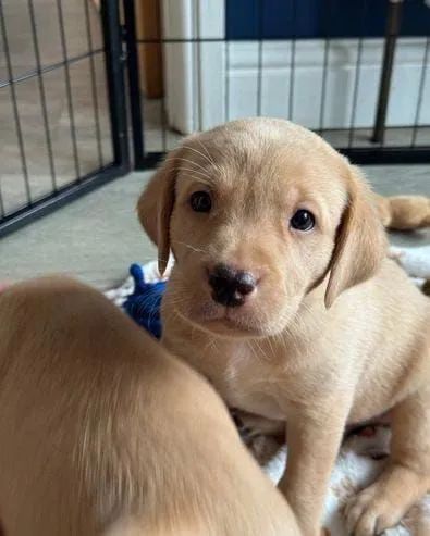  Filhotes de Labrador Chocolate fêmea e machos disponíveis  - Foto 3