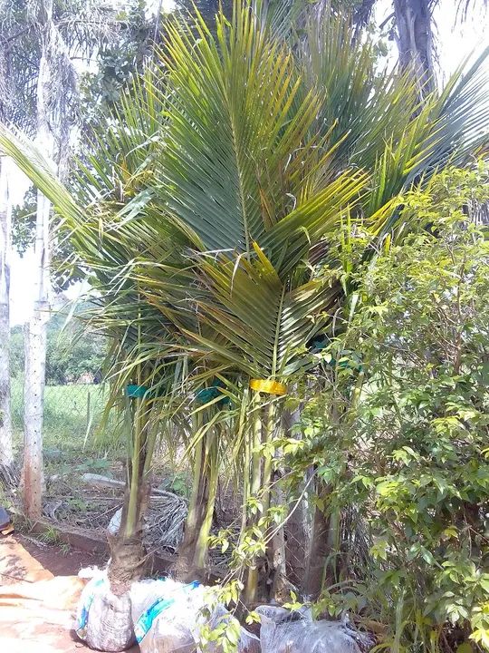 Coco anão 620 reais