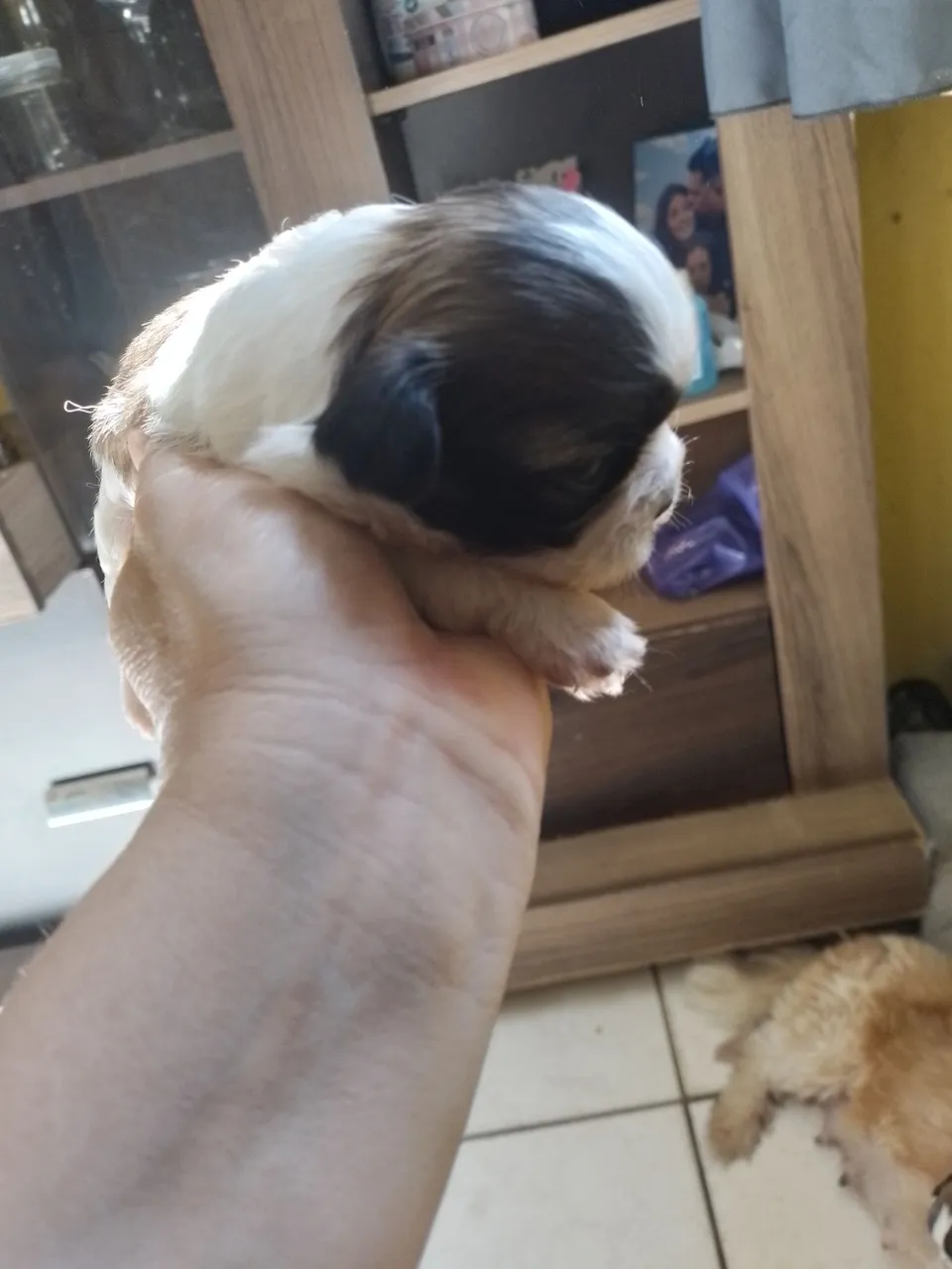 Filhote Shih Tzu mãe não quer mais amamentar estão com 30 dias 2 femea e um macho