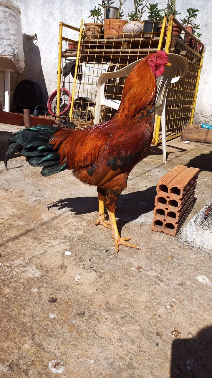 Galo caipira