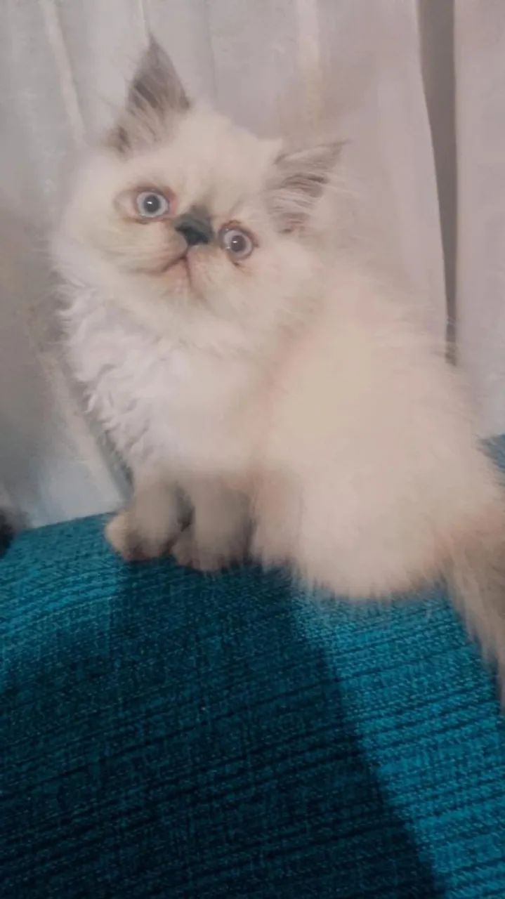 Dois gatinhos persa lindos  - Foto 2